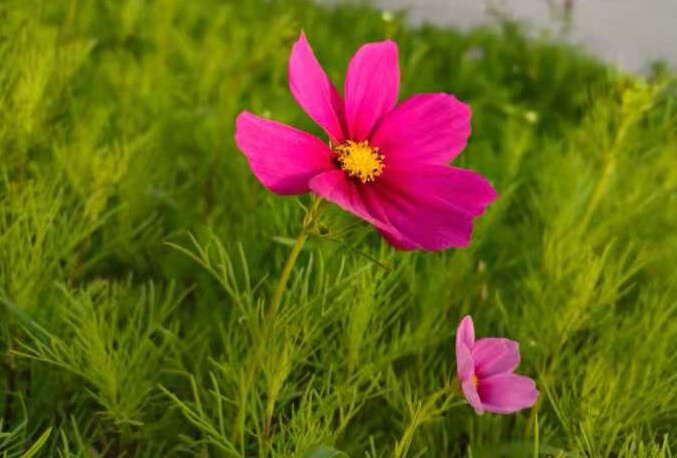 花花 格桑花