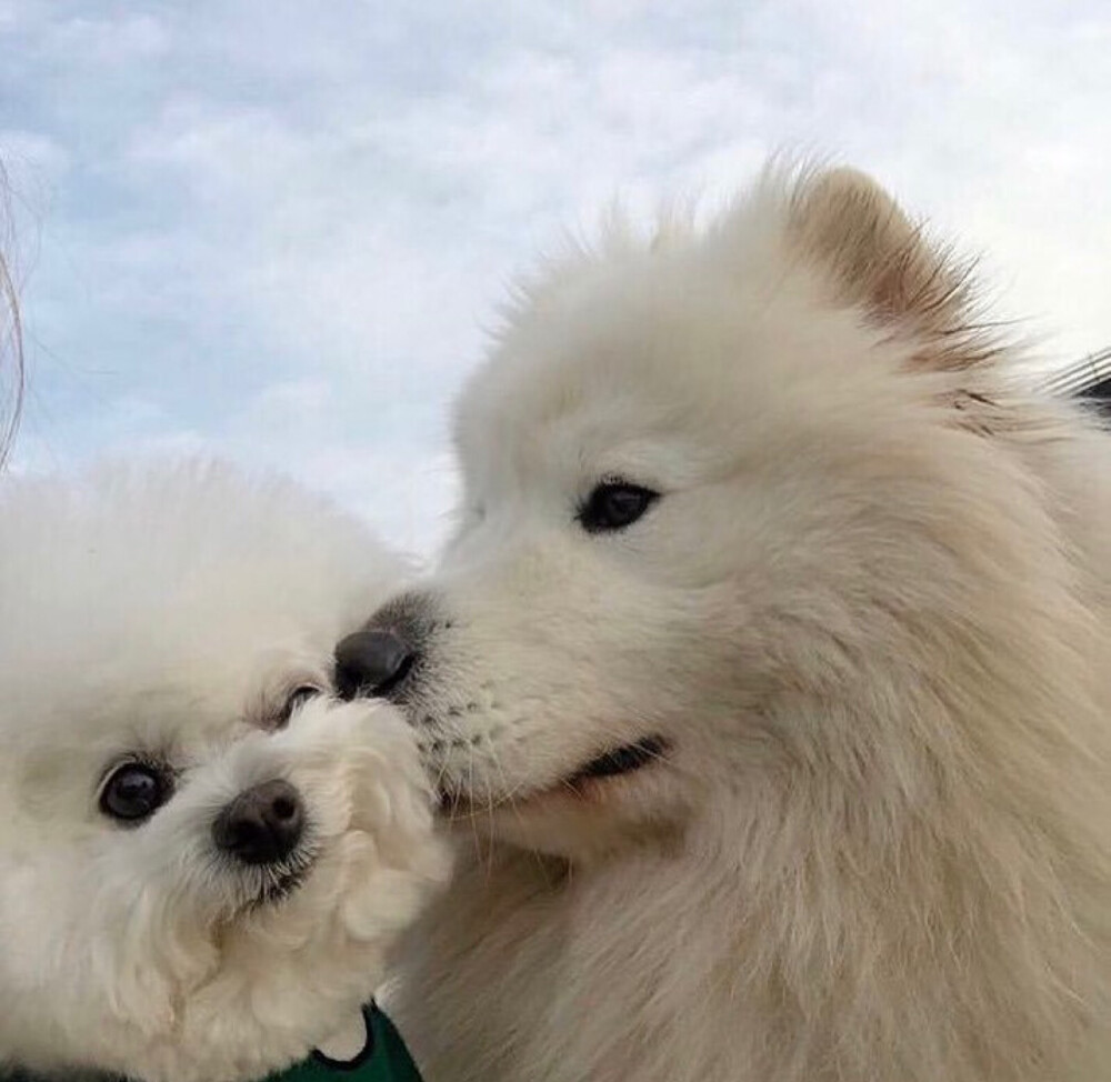 情头