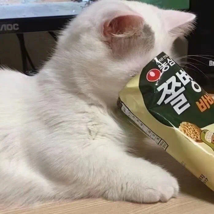 猫咪头像