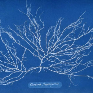 英国艺术家anna atkin用蓝晒法留住植物的影… - 高清图片,堆糖,美图