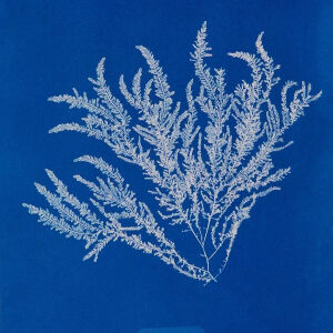 英国艺术家anna atkin用蓝晒法留住植物的影… - 高清图片,堆糖,美图