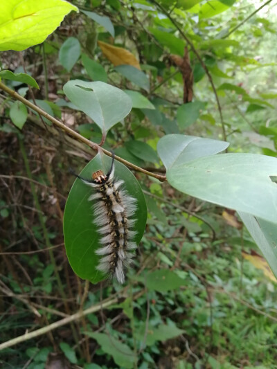 毛毛虫