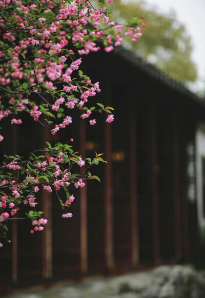 林花谢了春红，太匆匆。无奈朝来寒雨晚来风。