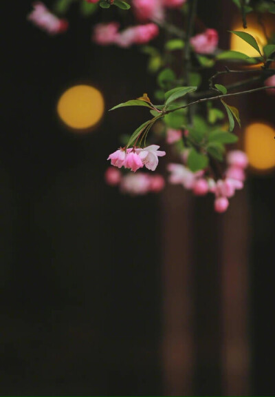 林花谢了春红，太匆匆。无奈朝来寒雨晚来风。