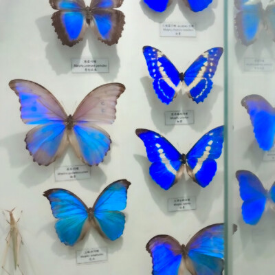 “我肆意张扬，桀骜不驯，是躲在角落里肚子绽放的花”