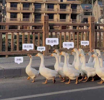 背景图 图源各处 侵权删