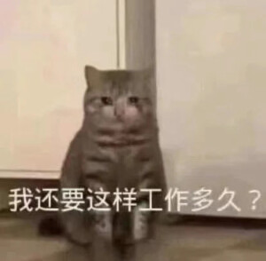 表情包
