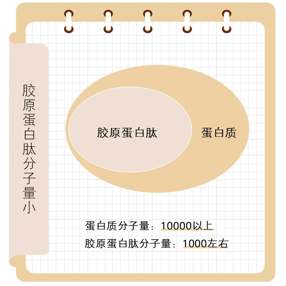 科普：胶原蛋白肽和胶原蛋白的区别
两者分子量不同，胶原蛋白分子量在10000道尔顿以上，而肽的分子量在1000道尔顿左右