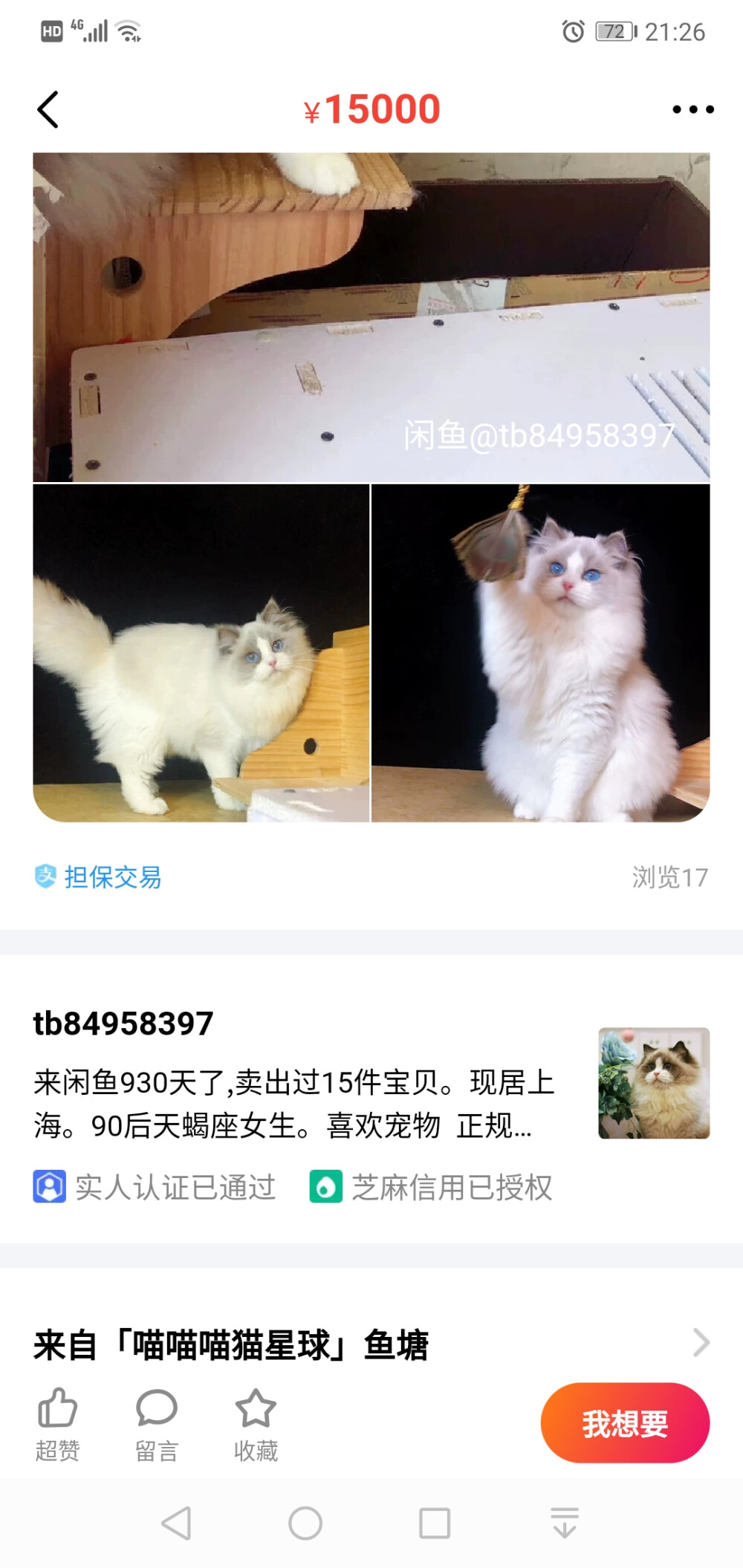 布偶猫