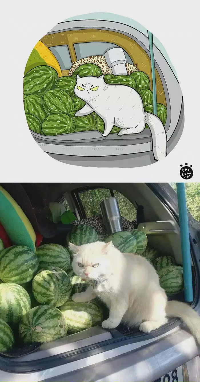 猫猫