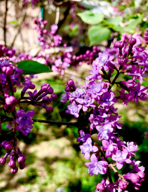 Syringa oblata