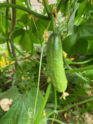 水果蔬菜植物写真