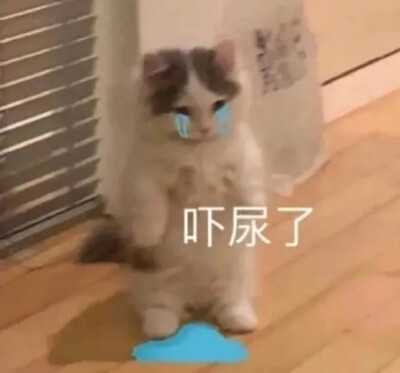 猫咪表情包 可爱