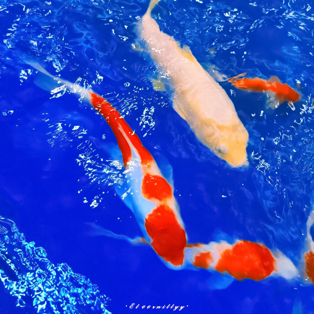 ◎金采源 × 姜惠元／cr.凛芽绘