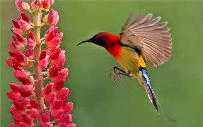 太阳鸟