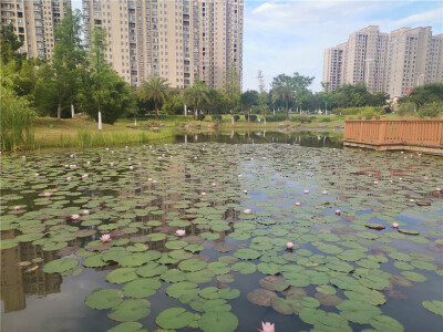 美丽吉安：桂竹园内睡莲娇艳绽放
进入6月份以来，在江西省吉安市城南桂竹园内，睡莲花开正盛。成片的睡莲在微风中悄然绽放，花朵在湖水和莲叶的映衬下，娇艳迷人。远远望去，密集绽放的莲花如星光点点，构成一幅幅赏…