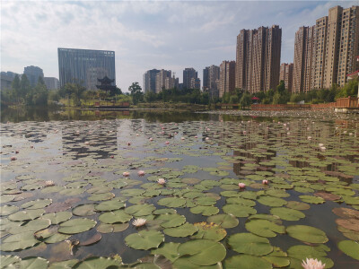 美丽吉安：桂竹园内睡莲娇艳绽放
进入6月份以来，在江西省吉安市城南桂竹园内，睡莲花开正盛。成片的睡莲在微风中悄然绽放，花朵在湖水和莲叶的映衬下，娇艳迷人。远远望去，密集绽放的莲花如星光点点，构成一幅幅赏…