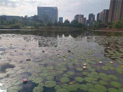 美丽吉安：桂竹园内睡莲娇艳绽放
进入6月份以来，在江西省吉安市城南桂竹园内，睡莲花开正盛。成片的睡莲在微风中悄然绽放，花朵在湖水和莲叶的映衬下，娇艳迷人。远远望去，密集绽放的莲花如星光点点，构成一幅幅赏…