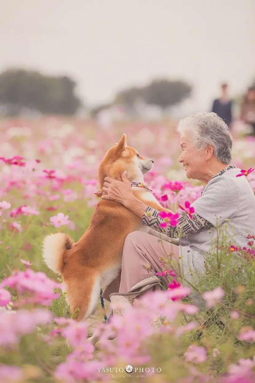 犬与老奶奶的美好生活