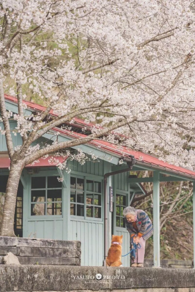 犬与老奶奶的美好生活