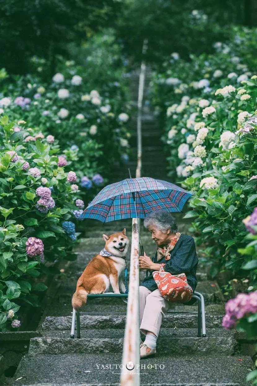 犬与老奶奶的美好生活