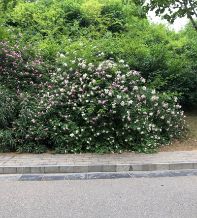 花丛
风景