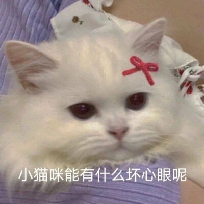 贼啦可爱的小猫咪表情包