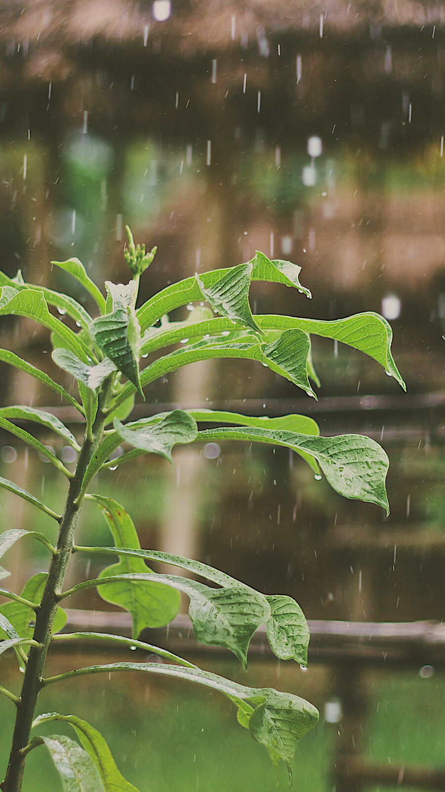 雨天