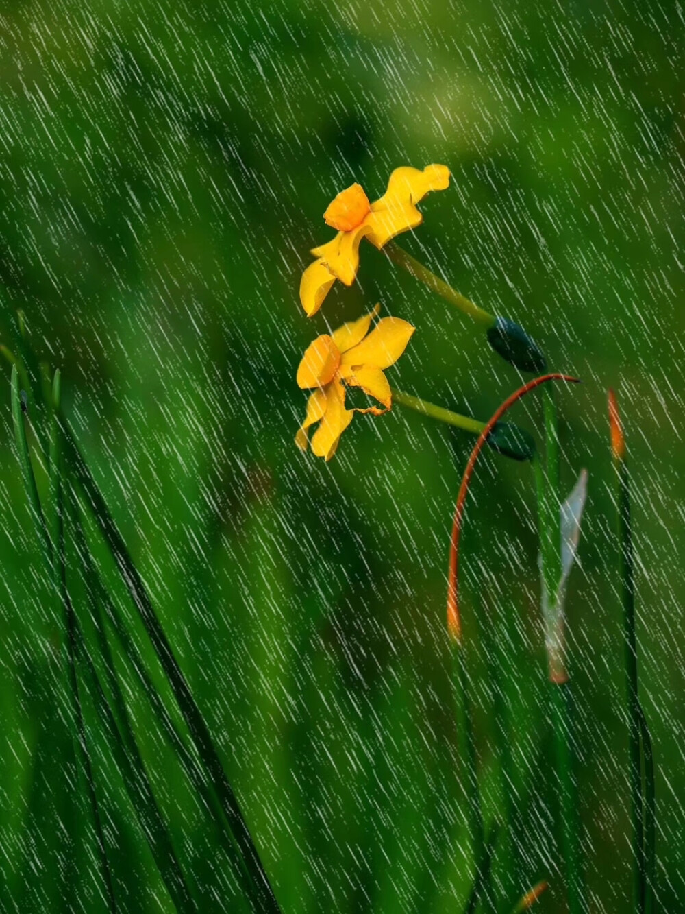 雨天