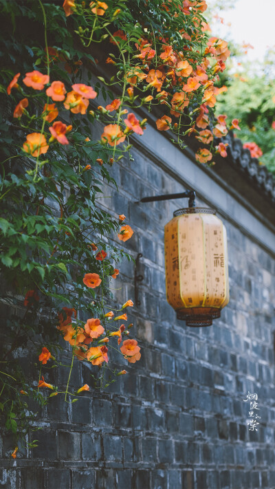 翩翩灼灼若云飘，凭托高枝度岁摇。
夏日凌霄花满架，香风细叶入诗描。 ​