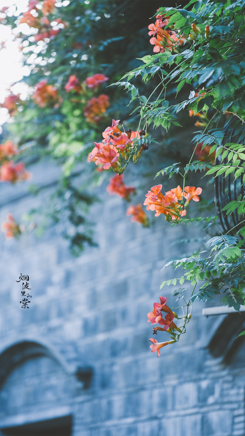 翩翩灼灼若云飘，凭托高枝度岁摇。
夏日凌霄花满架，香风细叶入诗描。 ​