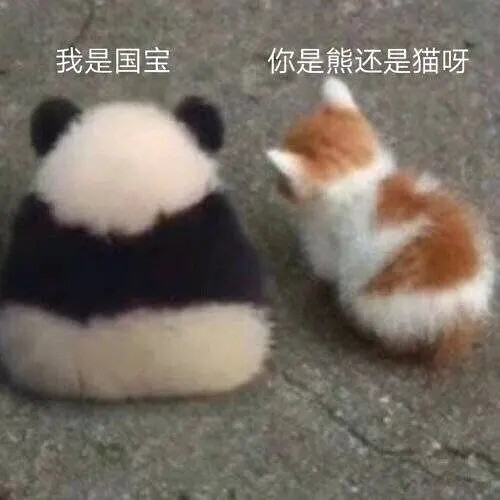 熊猫 贼可爱