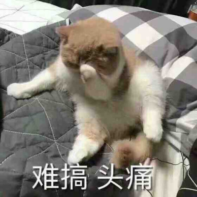 表情包