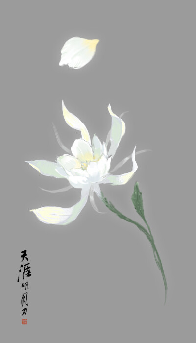 醉心花