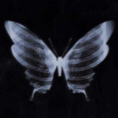 蝶骸（Butterfly skeleton）