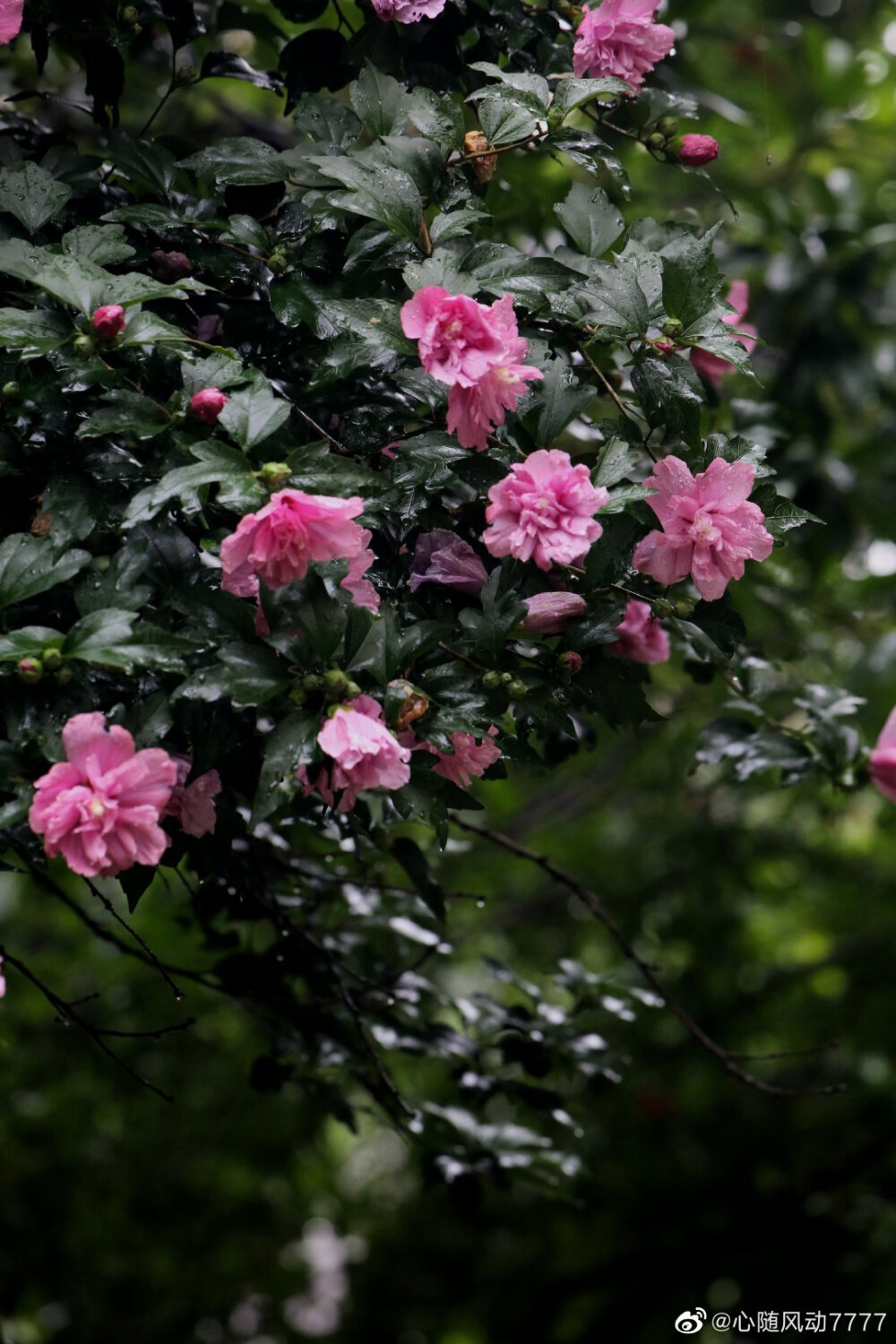 木槿花