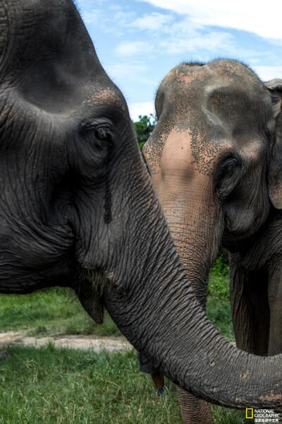 大象何去何从
三头大象在泰国清迈马沙大象营（Maesa Elephant Camp）一片新的自由放养区游荡。放养区由传统马术营地改造而成，疫情期间，这里成为了大象的家园。但象主Anchalee Kalmapijit 却因失去旅游收…