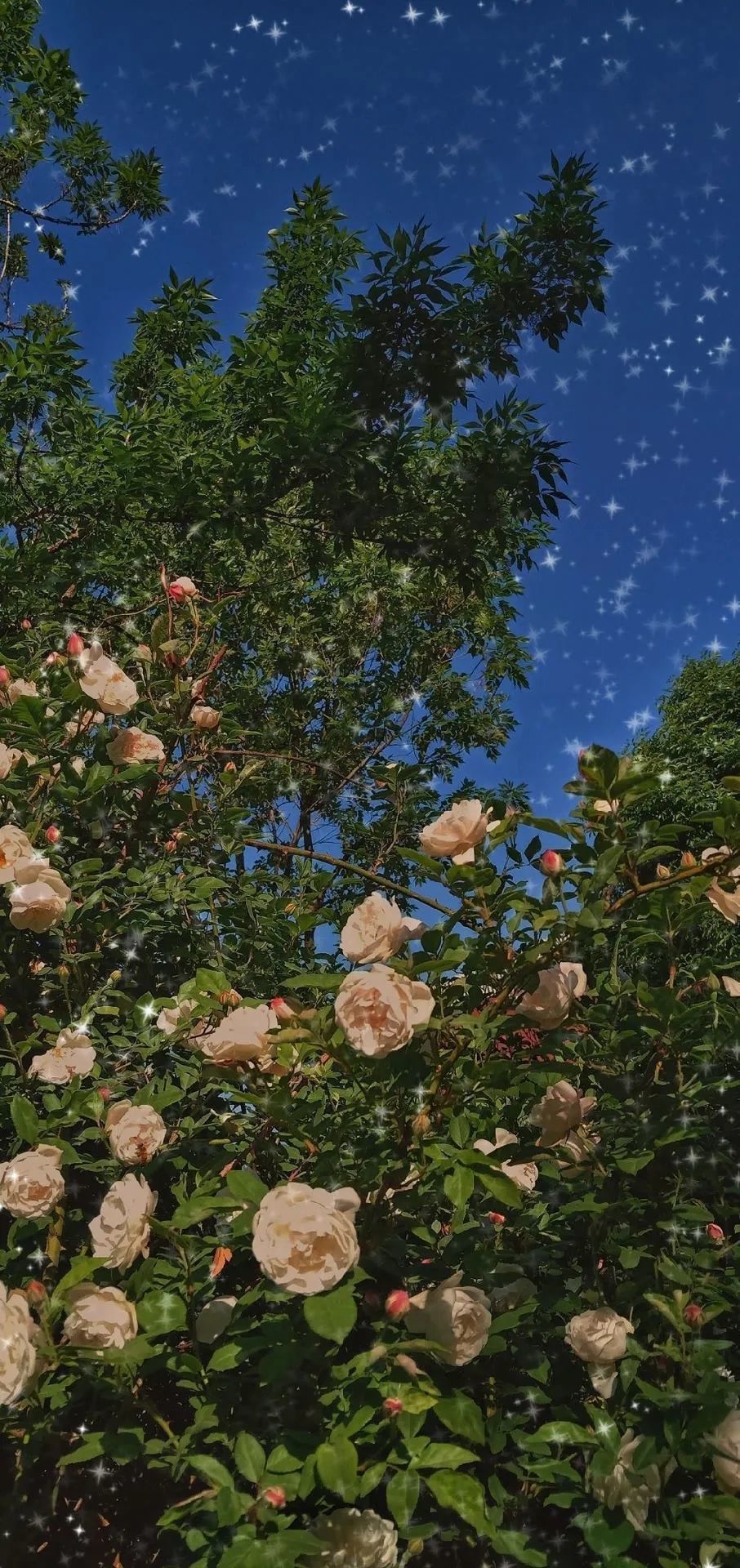 花♥高级感壁纸