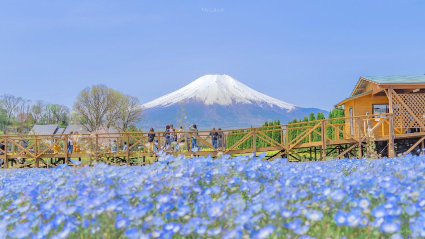 电脑壁纸♡