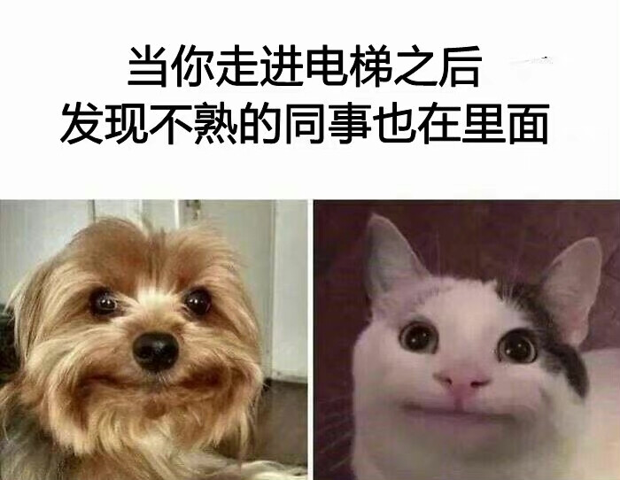 表情包