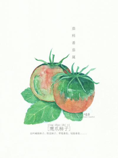 鹰爪柿子/铁皮柿子