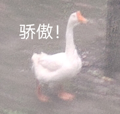 看大鹅