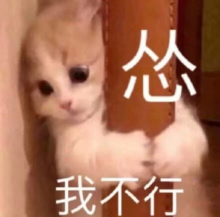 狗狗猫猫