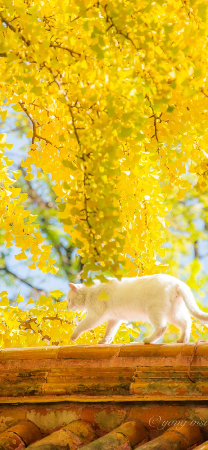 植物
猫
房檐