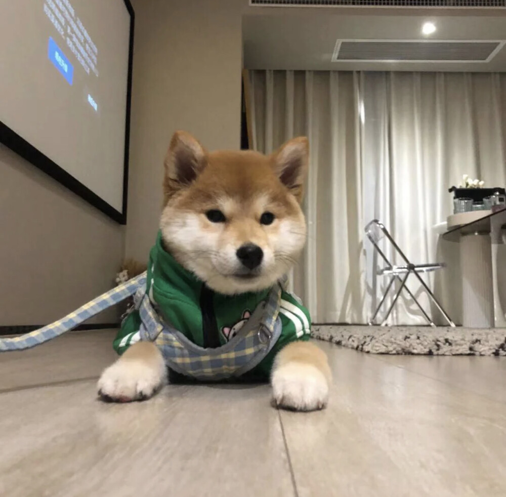 柴犬