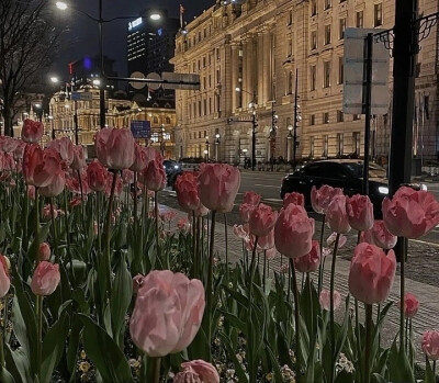 朋友圈背景图鲜花