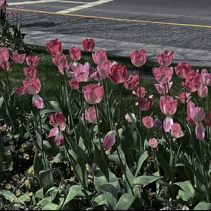 朋友圈背景图鲜花