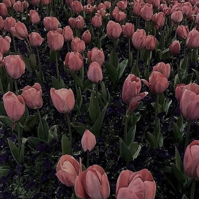 朋友圈背景图鲜花