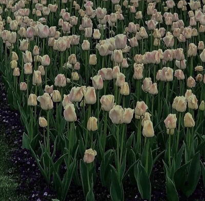 朋友圈背景图鲜花