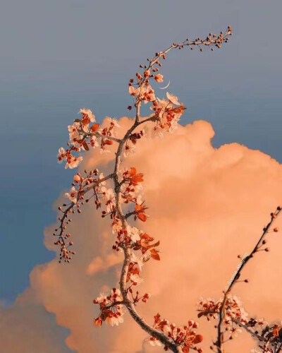 ——
『月明花满枝』
ins：sophiaahamed ​​​